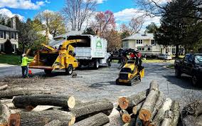 How Our Tree Care Process Works  in  La Selva Beach, CA